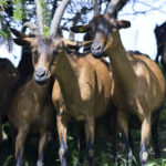Pascoli di Amaltea: the goats