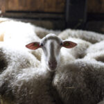 Pascoli di Amaltea: the sheeps